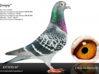 Chris Hebberecht pigeon BE07-4373192