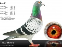 Chris Hebberecht pigeon BE13-4169172
