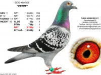 Chris Hebberecht pigeon BE10-4095160
