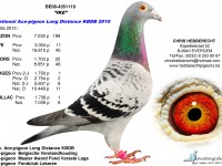 Chris Hebberecht pigeon BE08-4351119