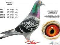 Chris Hebberecht pigeon BE07-4081876