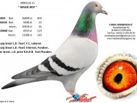 Chris Hebberecht pigeon BE11-4090110