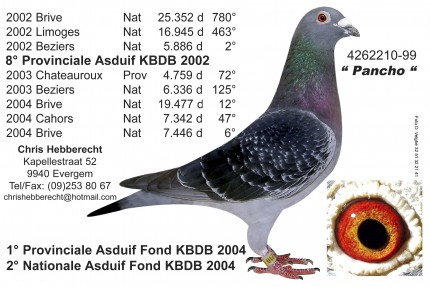 Chris Hebberecht pigeon BE99-4262210