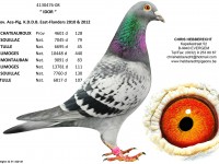 Chris Hebberecht pigeon BE08-4130476