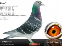 Chris Hebberecht pigeon BE10-4302473