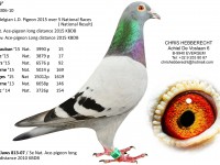 Chris Hebberecht pigeon BE10-4316306