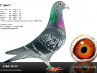 Chris Hebberecht pigeon BE10-4316380
