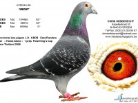 Chris Hebberecht pigeon BE08-4130344
