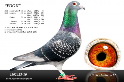 Chris Hebberecht pigeon BE10-4302423