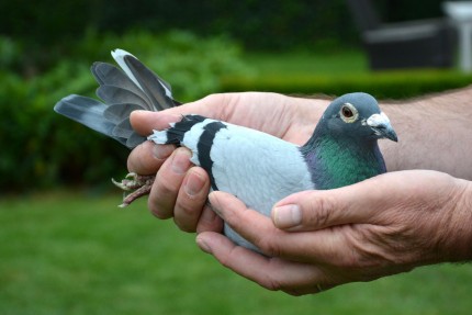 Chris Hebberecht pigeon 18-2096571